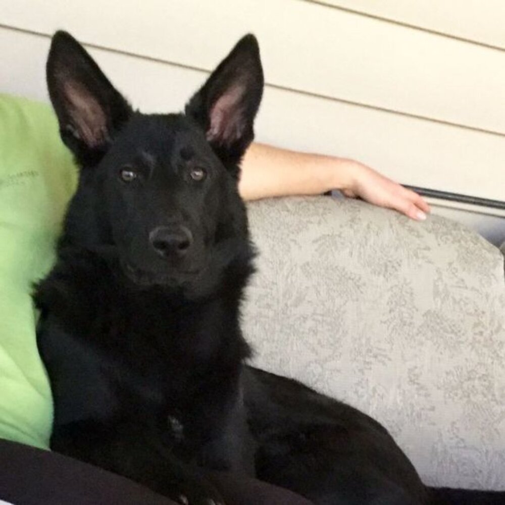 Meet your Posher, Kenneth